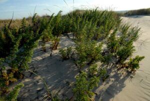 Artemisia crithmifolia en Tabarca