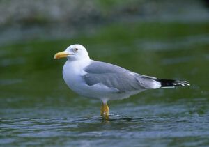 gaviota patiamarilla en Tabarca