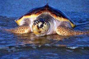 tortuga boba en Tabarca